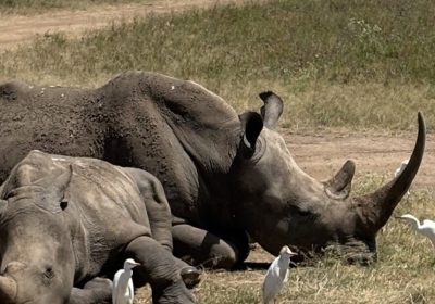 1st Great Urban Giants: The Rhinos of Nairobi National Park