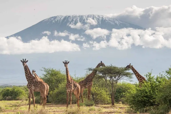 DISCOVER KENYA & TANZANIA ON A 10-DAY LUXURY SAFARI — AMBOSELI, SERENGETI & NGORONGORO ADVENTURES WITH EXCLUSIVE LODGES AND UNFORGETTABLE WILDLIFE.