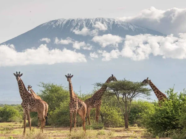 DISCOVER KENYA & TANZANIA ON A 10-DAY LUXURY SAFARI — AMBOSELI, SERENGETI & NGORONGORO ADVENTURES WITH EXCLUSIVE LODGES AND UNFORGETTABLE WILDLIFE.