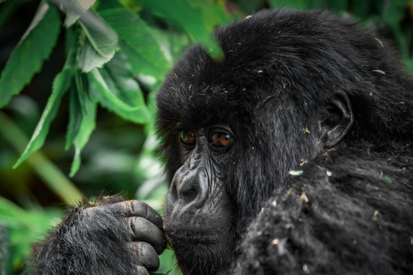 9-DAY UGANDA SAFARI FROM ENTEBBE TO BWINDI. TRACK GORILLAS & CHIMPS, CRUISE QUEEN ELIZABETH PARK, AND EXPLORE LUSH FORESTS WITH MID-RANGE LODGES.