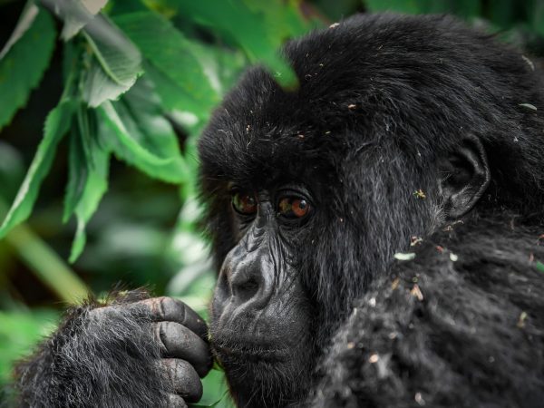 9-DAY UGANDA SAFARI FROM ENTEBBE TO BWINDI. TRACK GORILLAS & CHIMPS, CRUISE QUEEN ELIZABETH PARK, AND EXPLORE LUSH FORESTS WITH MID-RANGE LODGES.