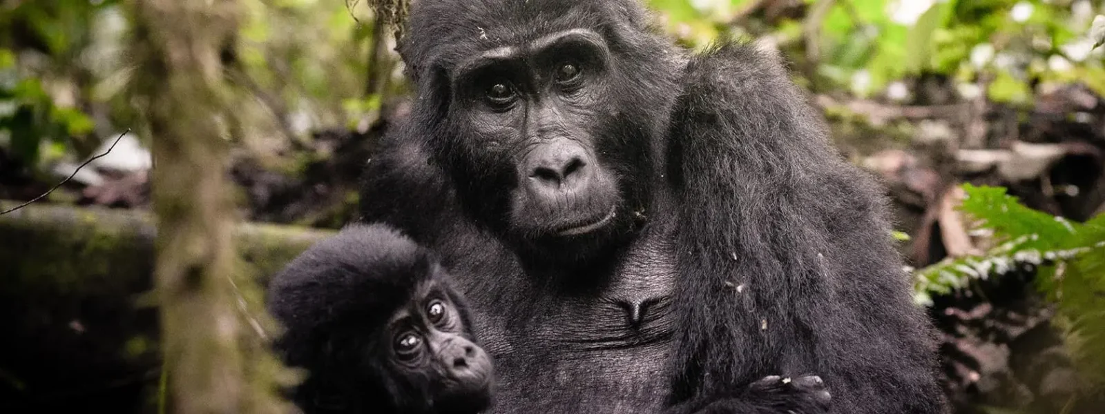 Uganda - The Pearl Of Africa