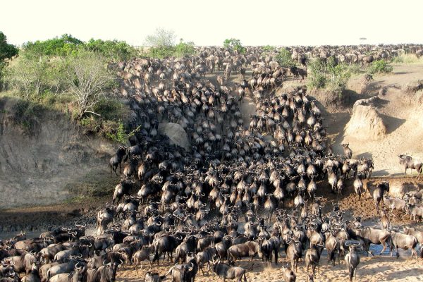 9-DAYS KENYA WILDLIFE SAFARI – ELEPHANTS, RHINOS, BIG CATS & THE GREAT MIGRATION