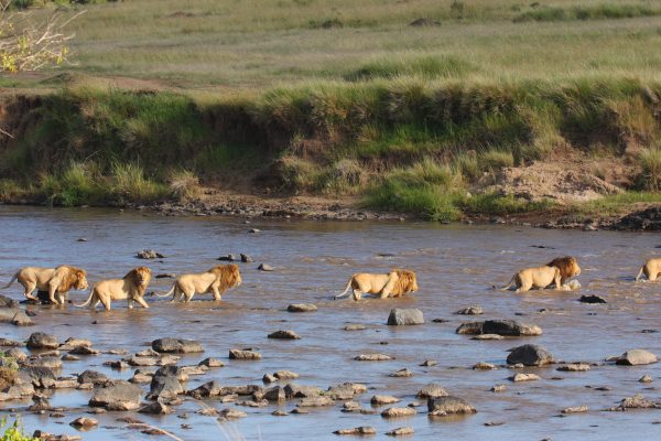 6-DAYS KENYA SAFARI – AMBOSELI, LAKE NAKURU & MAASAI MARA