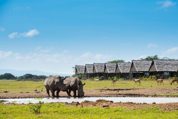 2 DAYS: SWEETWATERS SAFARI – OL PEJETA CONSERVANCY