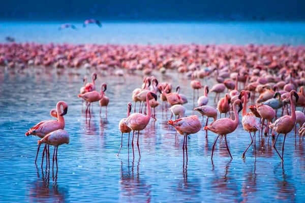 UNFORGETTABLE 4-DAYS KENYA SAFARI – LAKE NAKURU & MAASAI MARA GAME RESERVE
